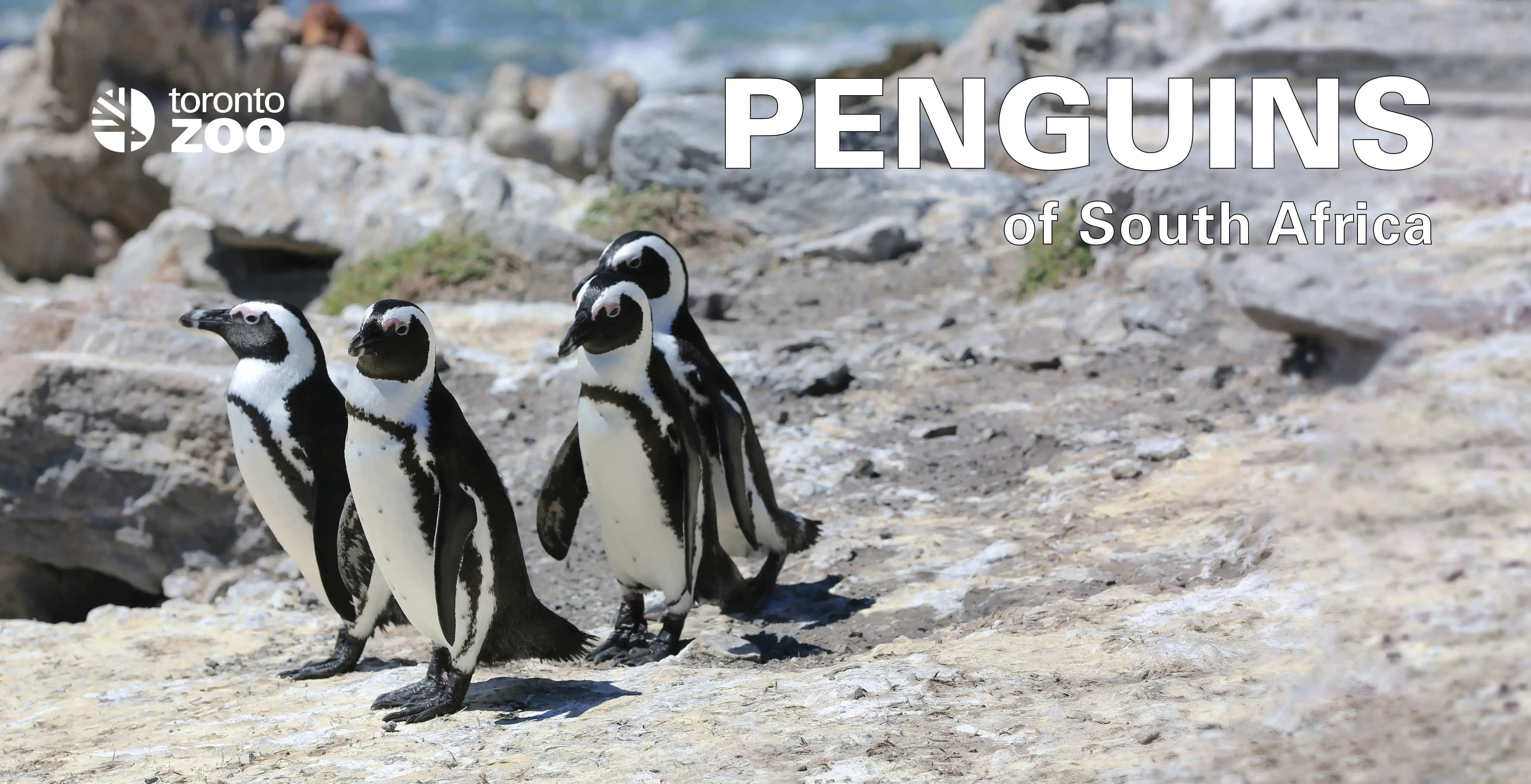 New African Penguin Sign created to advertise their exhibit.